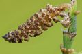 Acanalonia conica